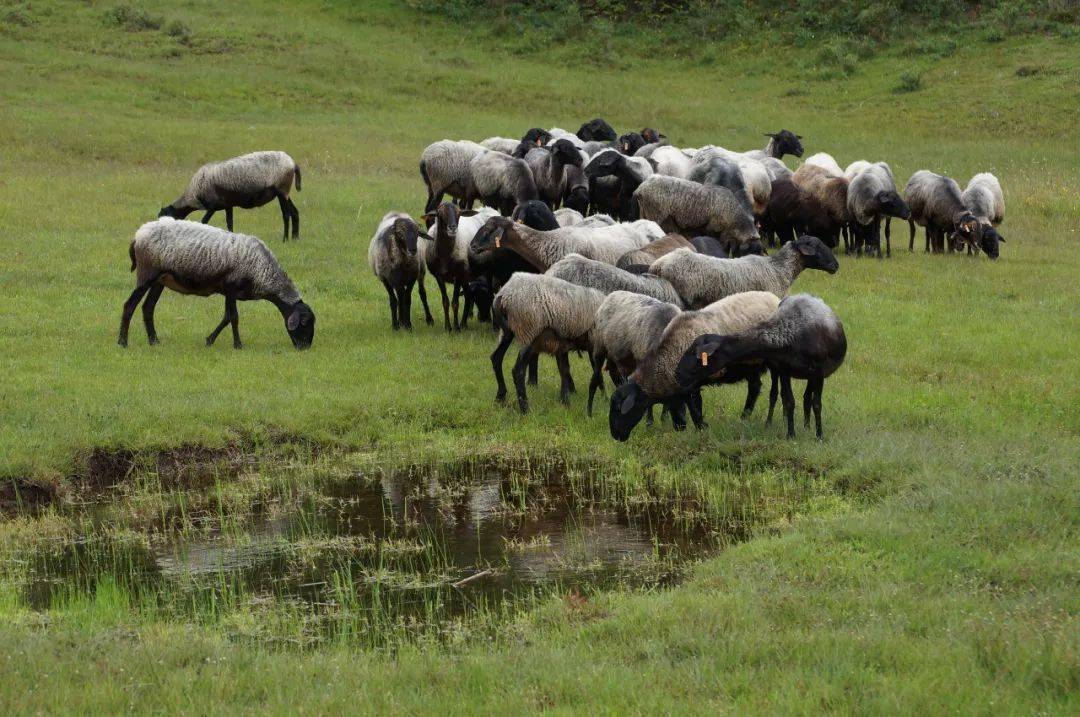 有一种叫云南的生活丨哨冲镇:这里的青绵羊,既是美景又是美食_石屏县