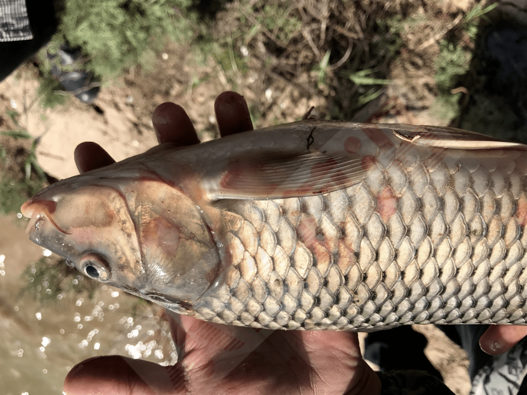 圖1:患痘瘡病的黃金鯽i型主要危害鯉魚,異育銀鯽及黃金鯽,引起鯉魚