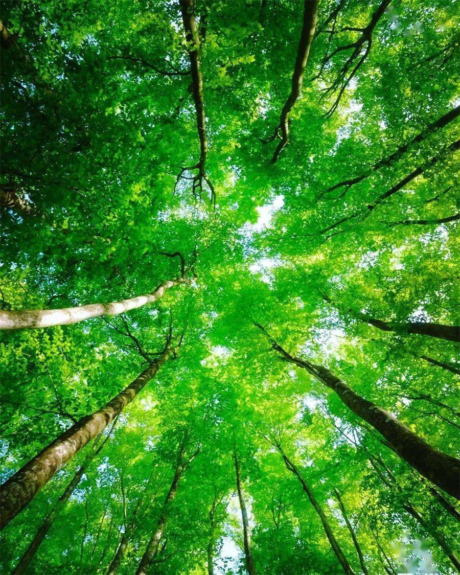 绿的养眼!_fuhua_photo_com