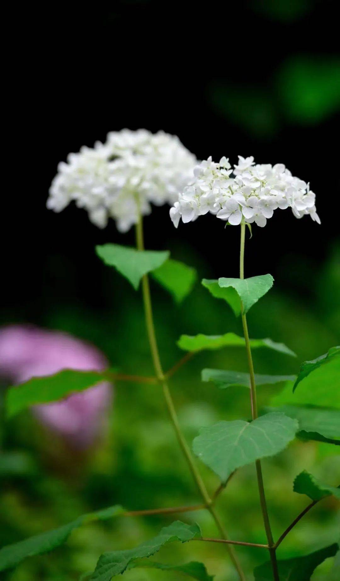 鹿野花塔鹿野花塔经过七年的培育成为了全川最大的绣球花观赏基地每年