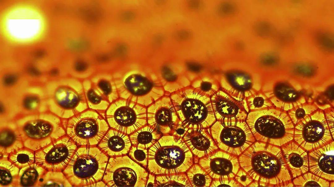 红辣椒细胞胞间连丝图图片