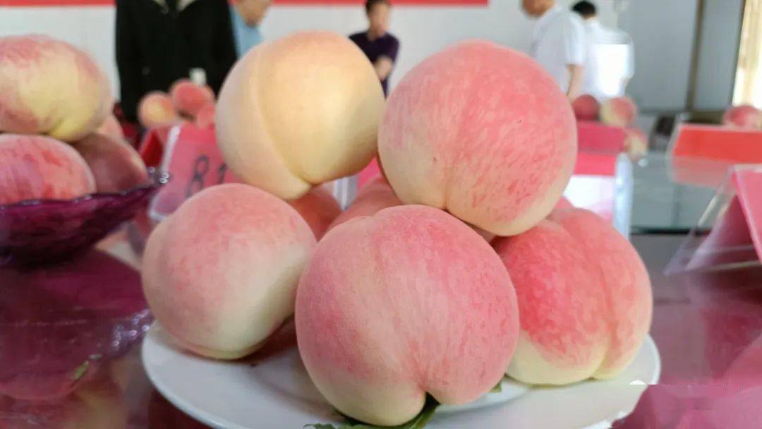 探班桃王争霸赛~