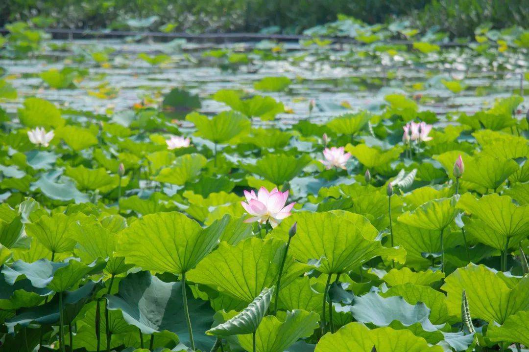 来顺德,赏一片64花花花花人花花花花64_荷花_凤凰_顺峰山公园
