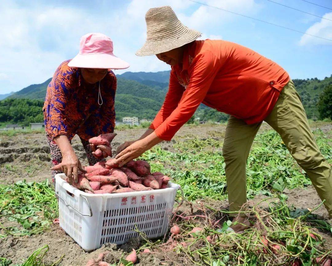这个板栗味的紫薯太好吃了!_口感_番薯_红薯