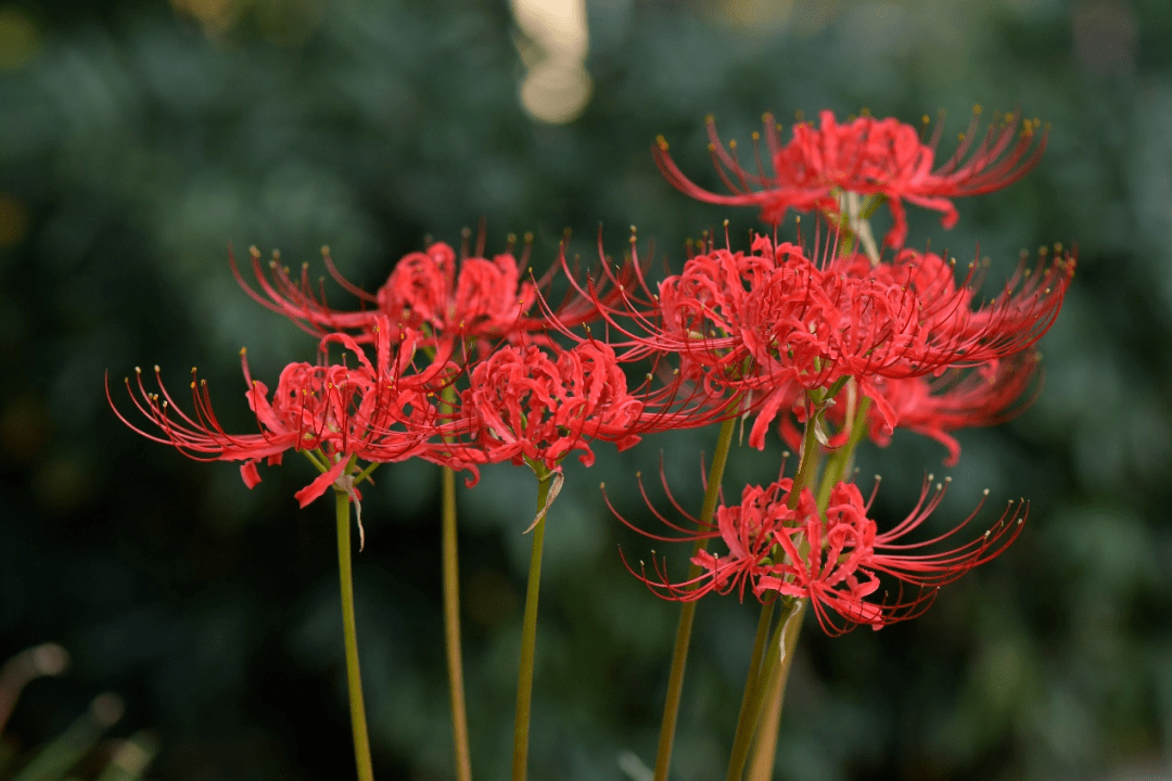 石蒜为什么叫死人花