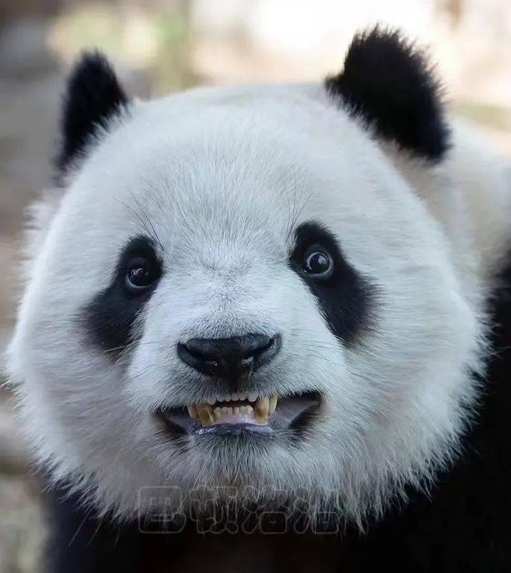 丫丫回家,北京動物園大熊貓