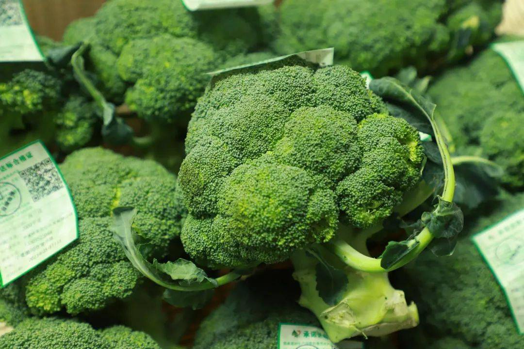 从"宁夏菜心"到"小青仔",这里的冷凉蔬菜不一般_口感_市场_全国