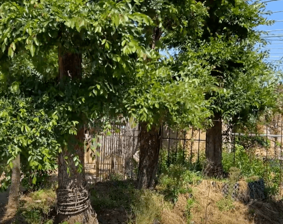 "看看这"三树"你家有吗?_榆钱_人们_家庭