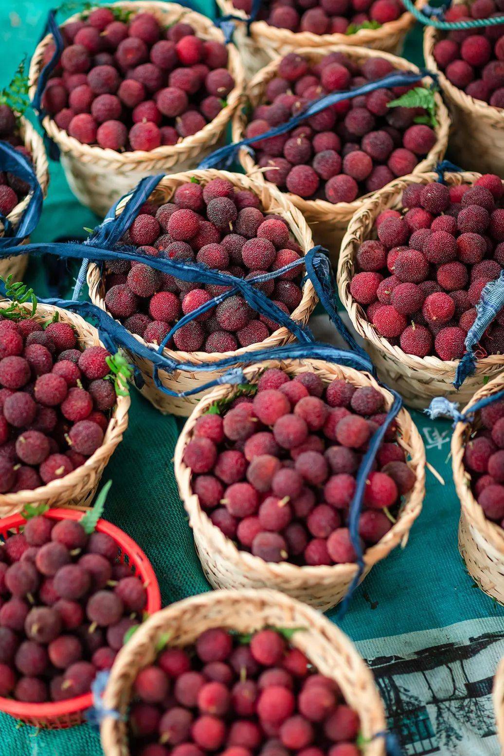 树山杨梅迎来成熟期