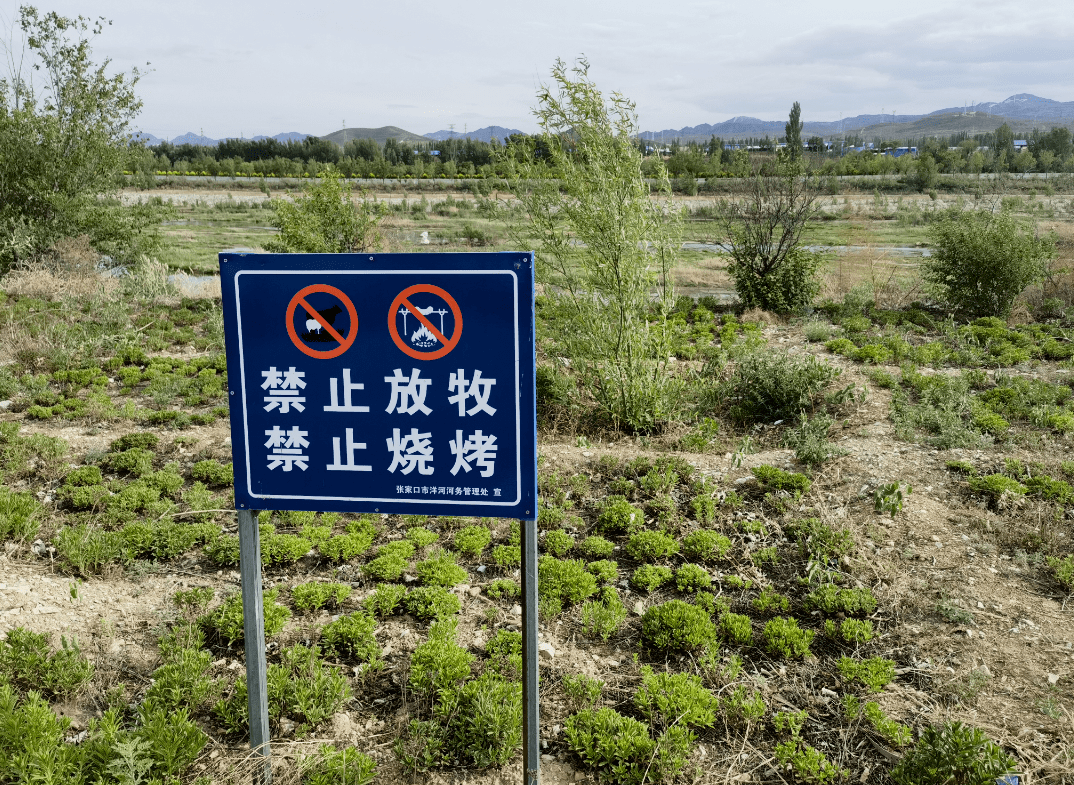 河道放牧将被罚市洋河河务中心开展河道禁牧整治行动