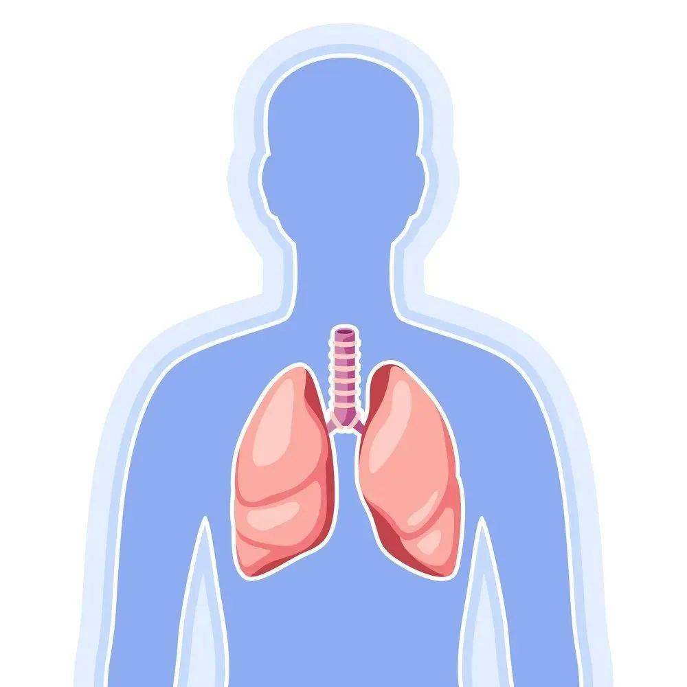 肺脏养生,重在调肺气,养肺阴_作用_脏腑_五脏