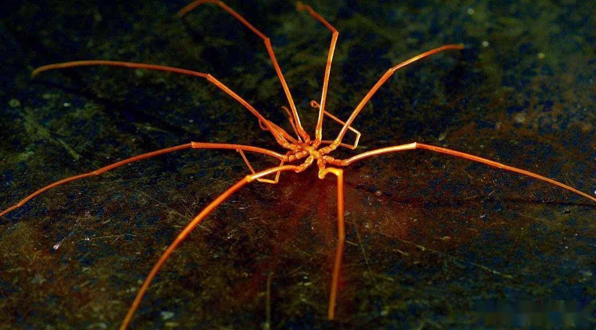 进化不是为了变强,而是为了适应环境,海蜘蛛靠躺平存活5亿年_生物