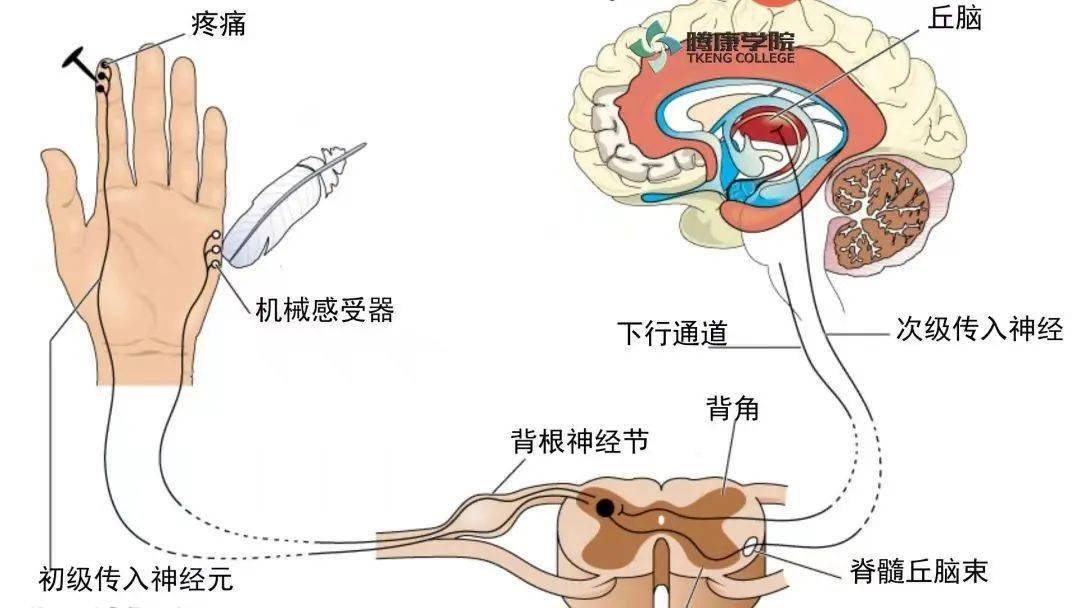 牵涉痛