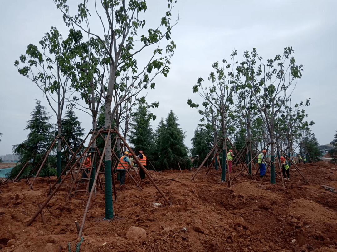 2000余株乔木"添绿"青岛高新区_城市_苗木_建设