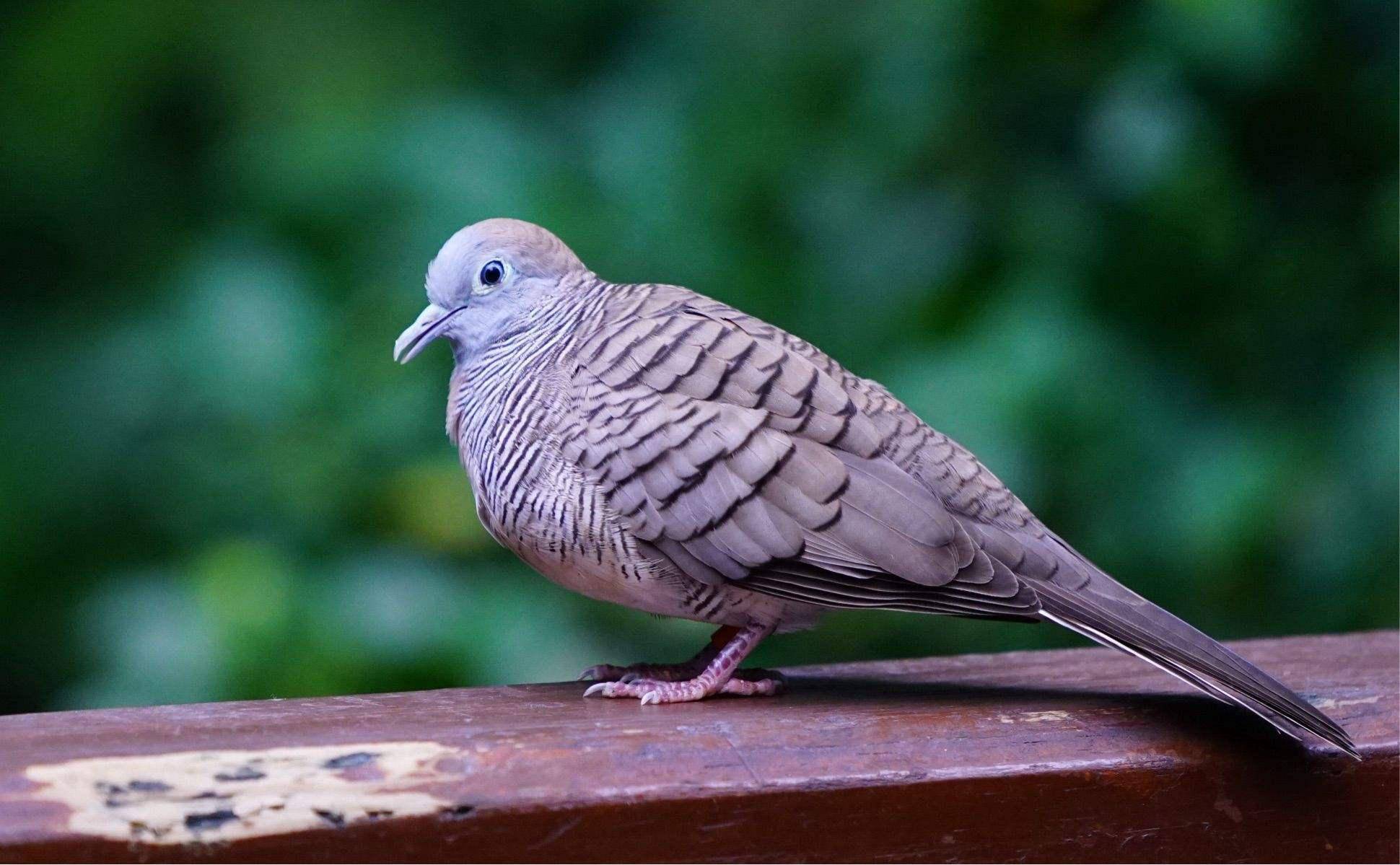 《说文解字》第710课:细说"雇"字,它本来是九种