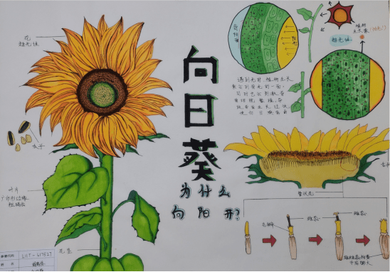 环球自然日辽宁赛区2023科普绘画赛晋级决赛名单公示与