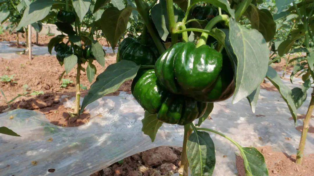 "磨子椒于去年11月中旬育苗,今年2月中旬移栽.