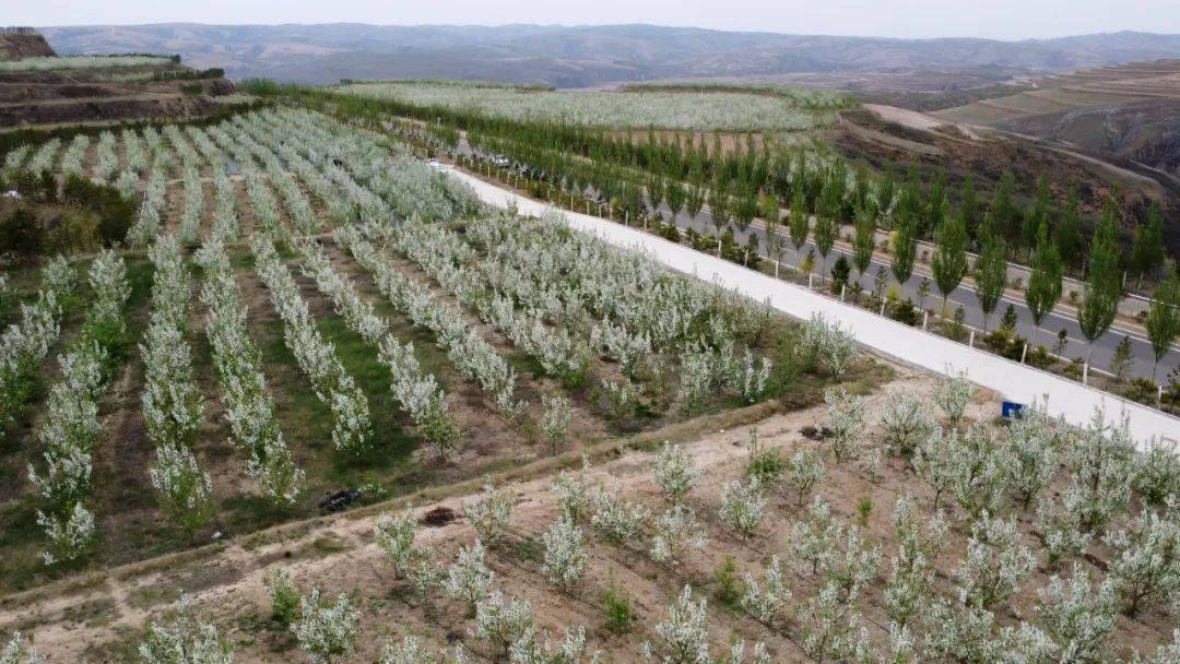 河曲县打造"链主"龙头企业带动农业产业发展_丰禾_公司_乡村