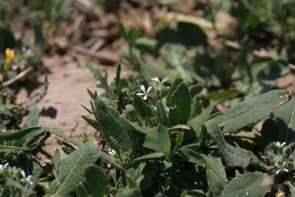 早春新疆|十字花科的迷思1_角果_检索_形态