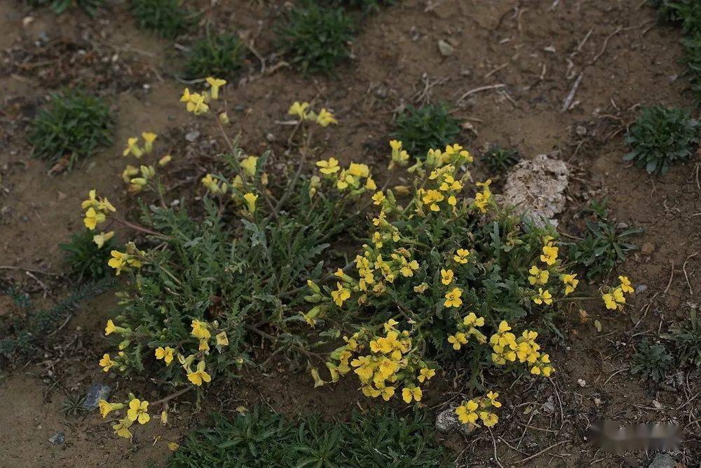早春新疆|十字花科的迷思1_角果_检索_形态