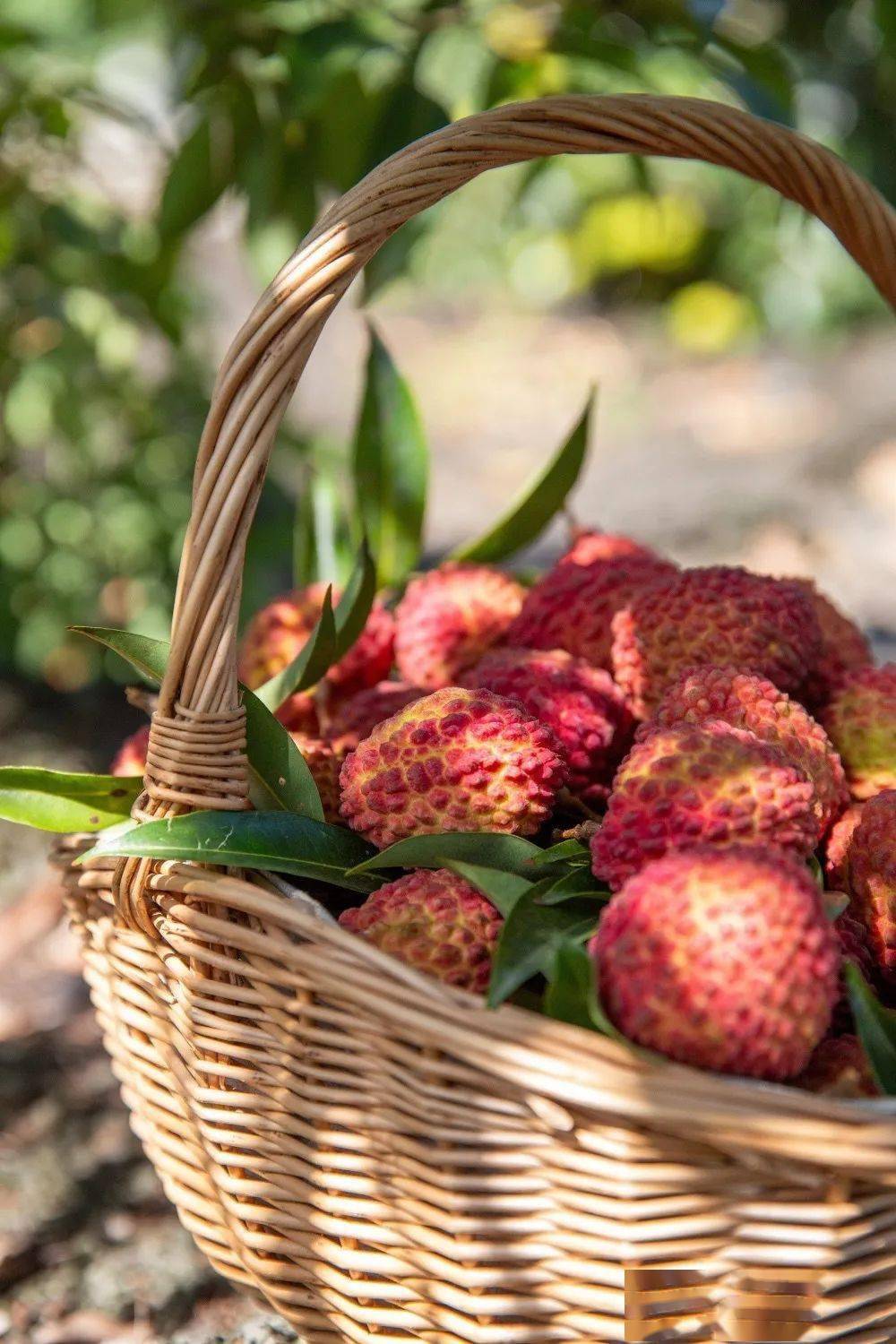 【火山口荔枝王】99元5斤!q弹晶莹,浓甜多汁!_水果_海南_地址