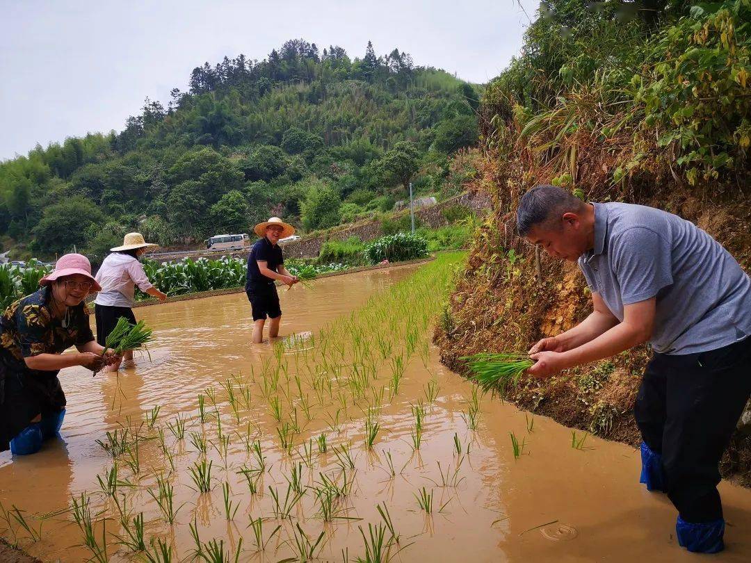 215名党员参与认筹认种永泰县岭路乡凤落村20亩土地,种植单季稻,玉米
