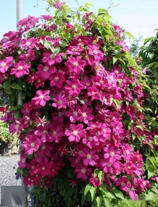 158个铁线莲品种图鉴,流光溢彩,美到失语!