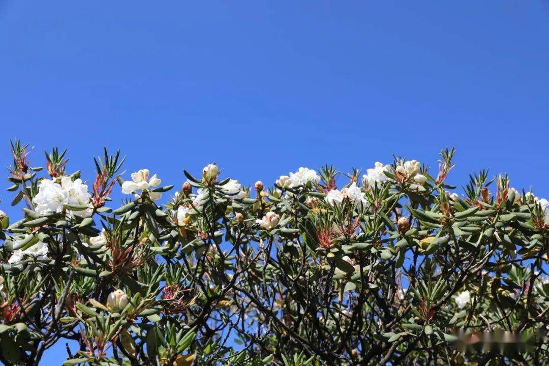 昭阳区:漫山木耳花点染高原景 绿水青山描绘生态美_高山上_昭通_海拔