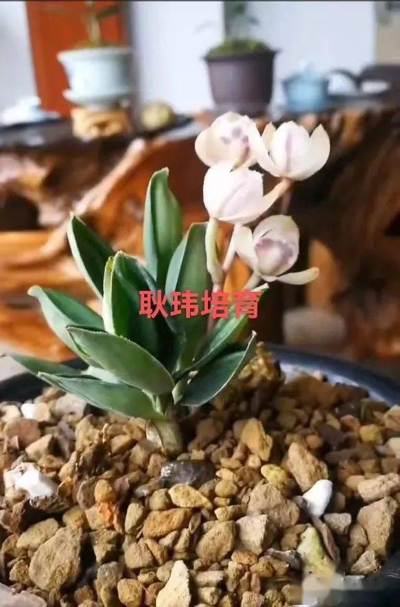 1062:兰花品种收藏一环扣一环_兔子_耿玮_玉兔