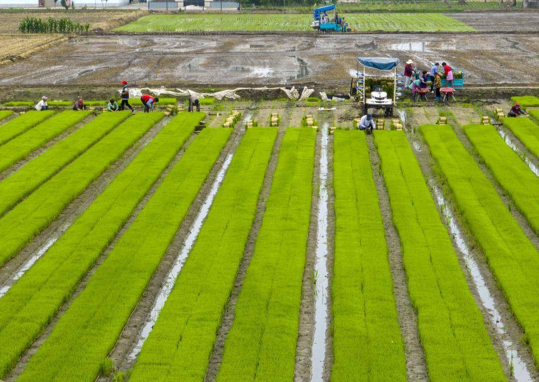 组图|江苏泰州:芒种到 农事忙_插秧机_姜堰_农时