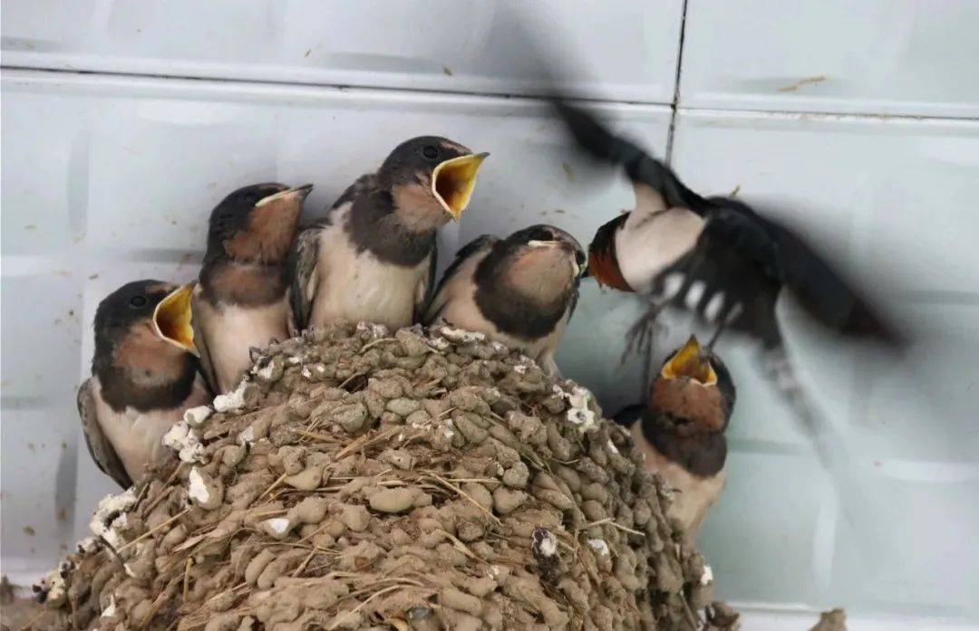 "多名热心读者致电北青社区报热线称,裕龙四区北侧的底商,有许多燕子