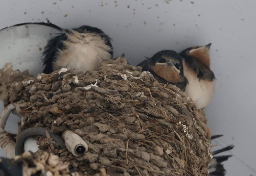 "多名热心读者致电北青社区报热线称,裕龙四区北侧的底商,有许多燕子