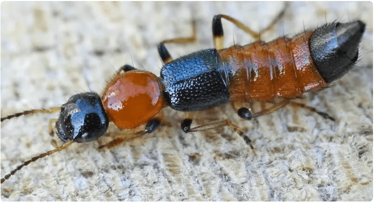 国内热搜"被叮咬后,脸毁容了",这种虫澳洲也有!