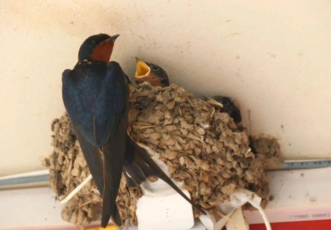 "多名热心读者致电北青社区报热线称,裕龙四区北侧的底商,有许多燕子