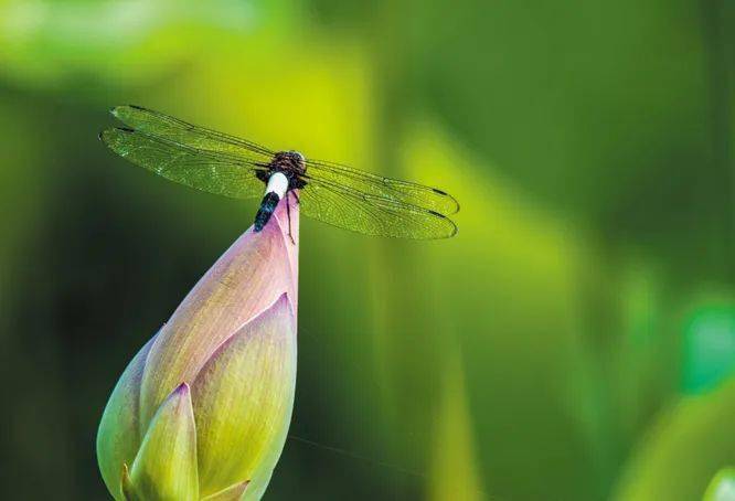 【光影展厅】——夏炎金_摄影_金银湖_爱好