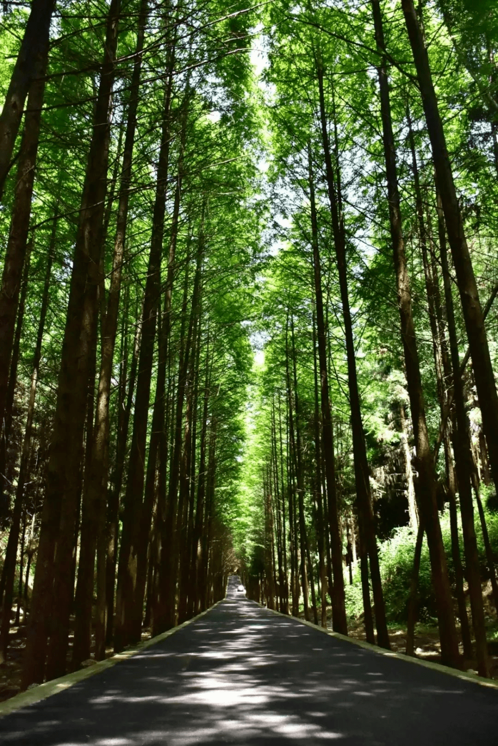 惬意的夏日时光,来苍溪的森林中去寻找清凉吧~_九龙山_自然保护区