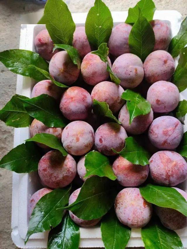 【广东钱排银妃三华李 | 全国包邮】29.9抢3斤,39.