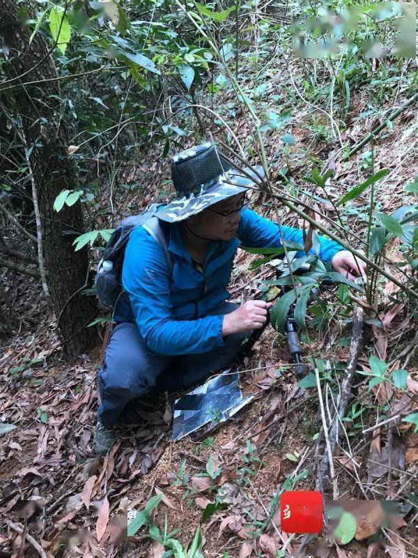 亮黄色、漏斗状，带你认识海南“鸡油菌大王”