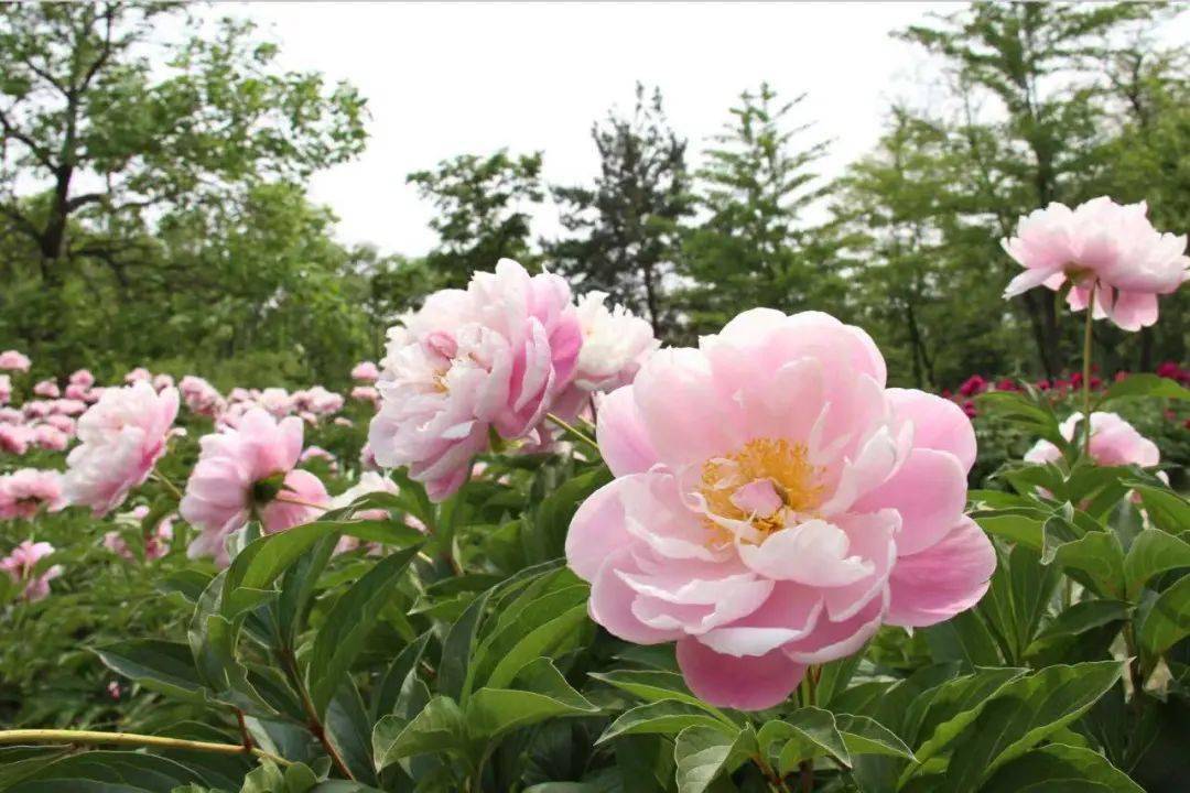 在沈北新区蒲昌路,浑河西峡谷生态公园等地也可看到芍药花海.