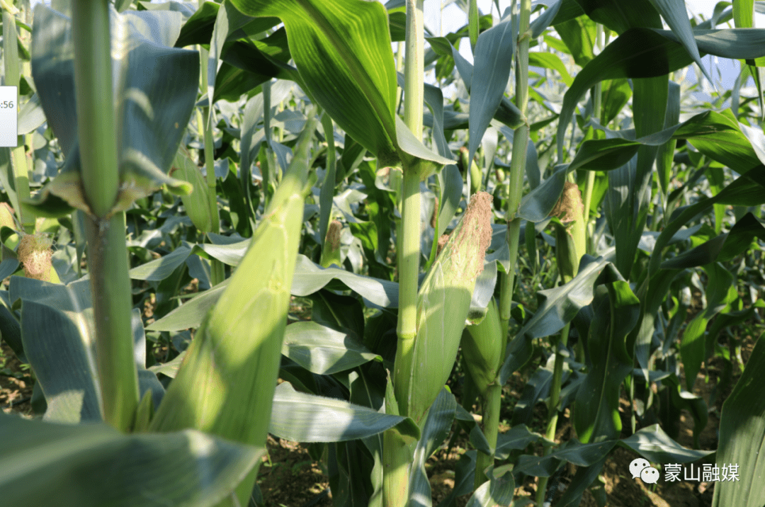 许多民工来回穿梭在玉米地里,将成熟的玉米棒摘下放进袋子,装满袋子后