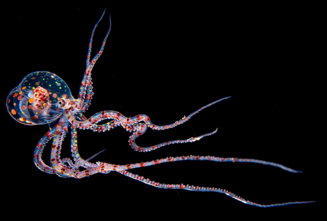 世界海洋日 | 黑水摄影,享受未知世界的孤独与浪漫_生物_物种_张帆