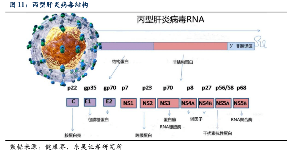 凯因科技深度:乙肝丙肝大市场,多产品矩阵构筑护城河【东吴医药朱国广