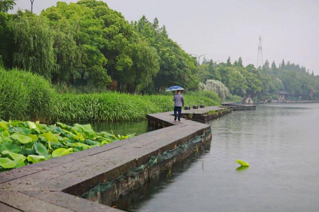 【图说·绍兴】烟雨蒙蒙青甸湖_摄影_广告_枫叶