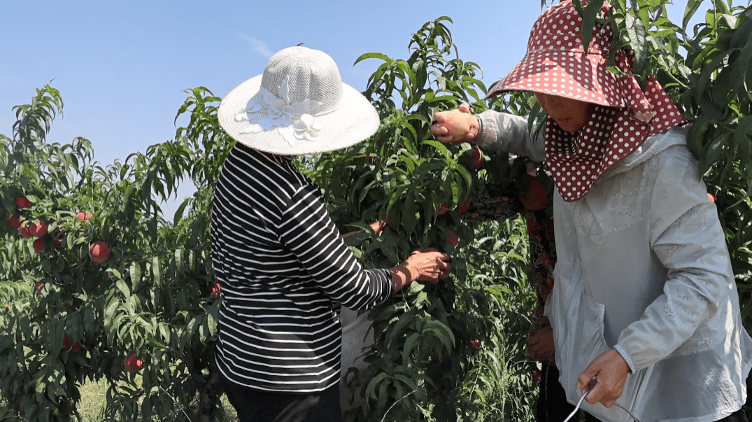 砖桥镇彭冲村举行第一届黄桃采摘节_乡村_产业_工作