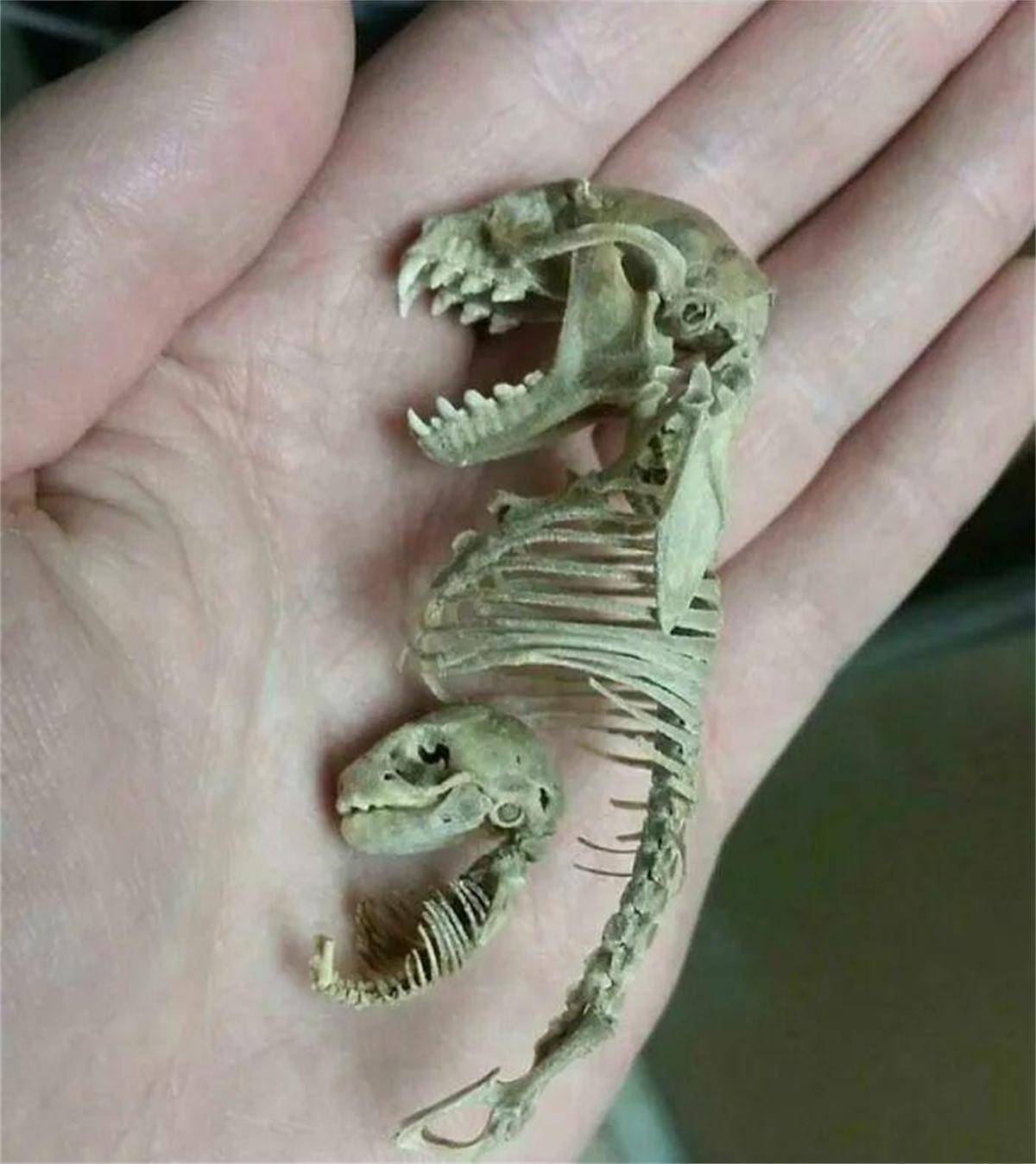 38张"活久见"的图片,看完让你眼界大开_大猩猩_器官_世界