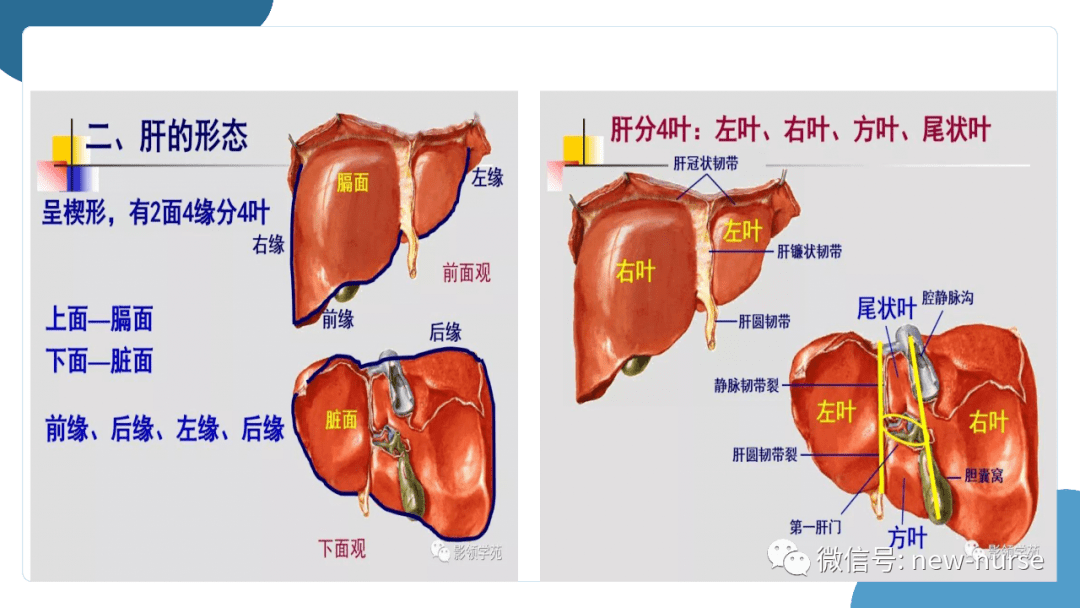 肝脏面的h形沟图片图片