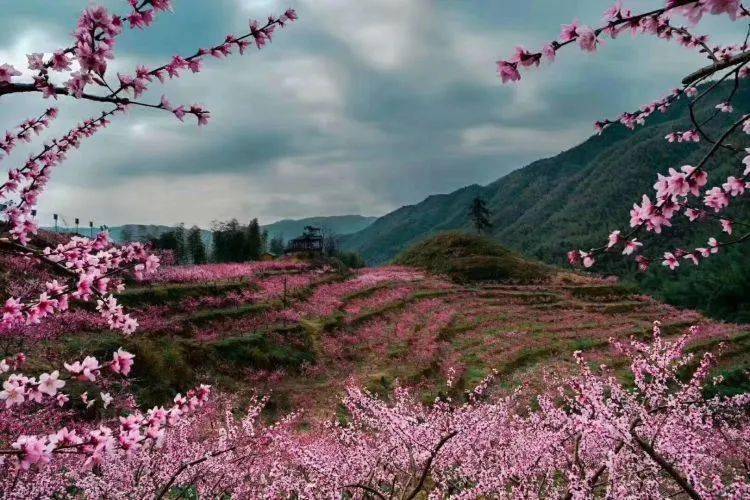 大抓基层年 | 太源畲族乡:发展壮大村集体经济 共绘畲乡振兴同心圆