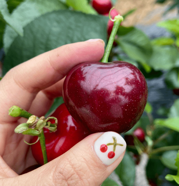 【大连砂蜜豆樱桃】99元三斤!手慢无!新鲜采摘汁水丰盈!