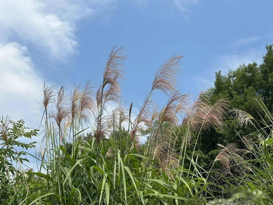 芒种代表性植物图片