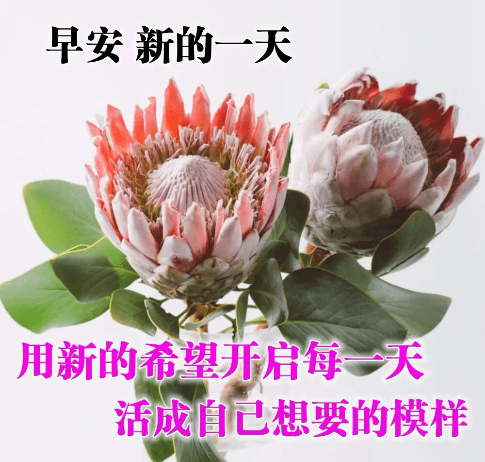 最新版最漂亮的早上好短语句子，问候暖心，早安吉祥！（早上好短句 新版2021）